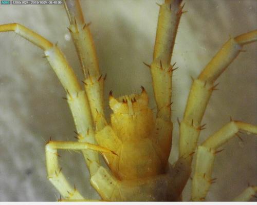 Réf. 242 329 : Lithobius melanops